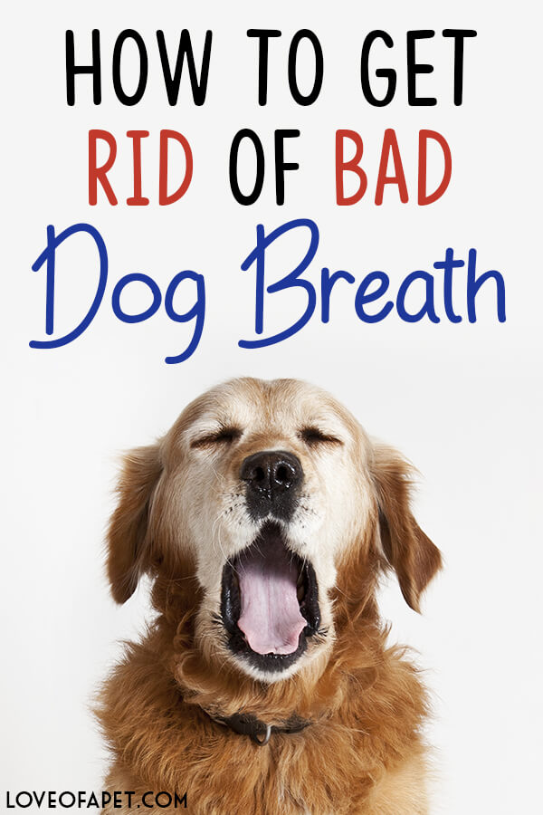 How to Get Rid of Bad Dog Breath: Treatments and Prevention