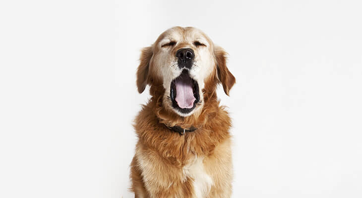 How to Get Rid of Stinky Dog Breath