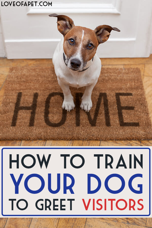 How to Train Your Dog to Greet Visitors: Methods & Tips