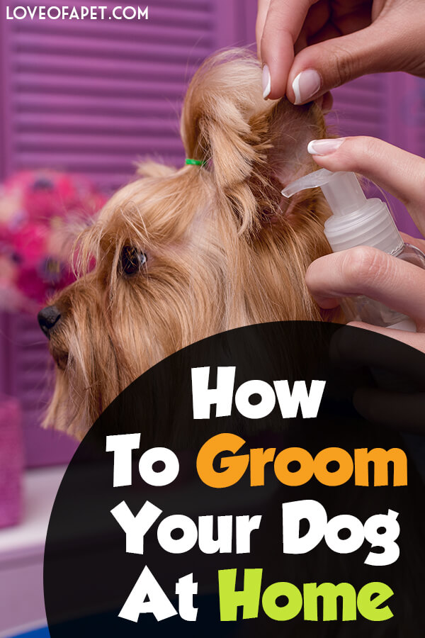 What To Avoid In Grooming Your Dog At Home