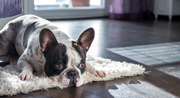 Top 15 Best Apartment Dogs