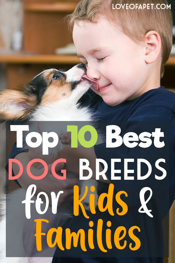 Top 10 Best Dog Breeds for Kids and Families