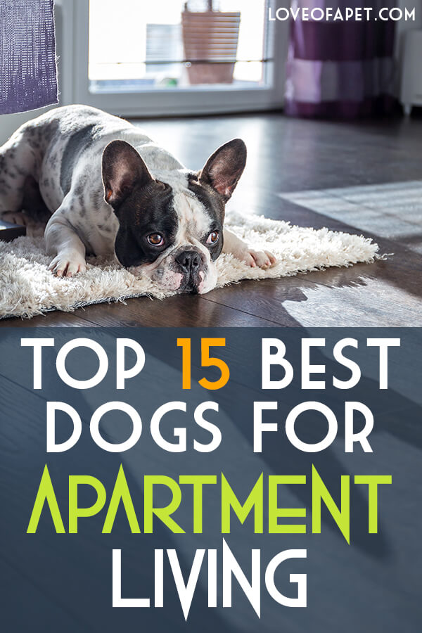 15 best apartment dogs