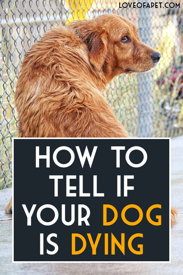 How to Tell If Your Dog Is Dying: 8 Signs - Love Of A Pet