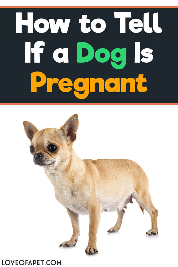 How to Tell If a Dog Is Pregnant: 5 Signs