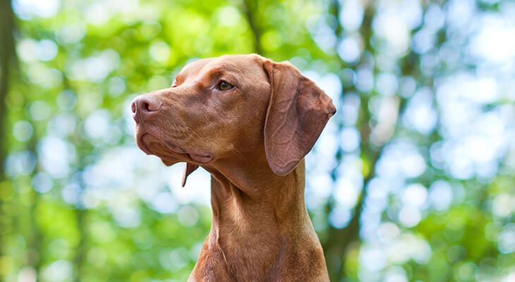 How to Teach Your Dog the Quiet Command