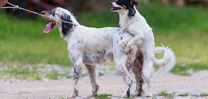 How To Stop Your Dog From Humping