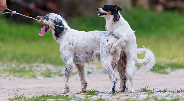 How To Stop Your Dog From Humping