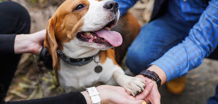 How to Care for Your Dog's Paws: 8 Tips