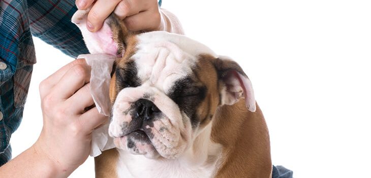 How to Clean Dog's Ears at Home: 5 Steps
