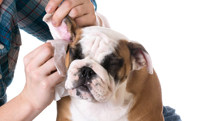 How to Clean Dog's Ears at Home: 5 Steps