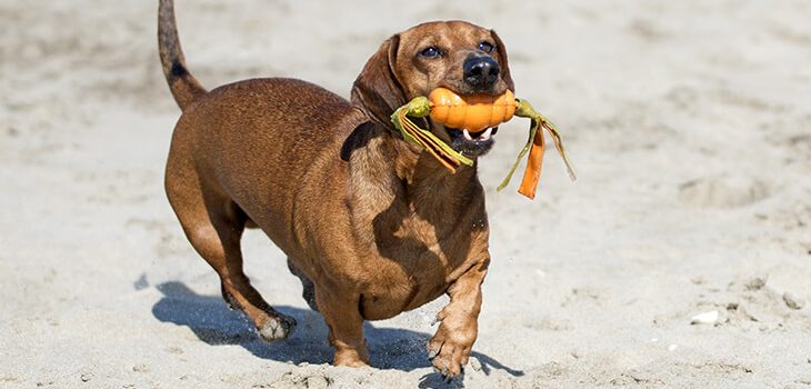 How to Teach Your Dog the "Drop It" Command