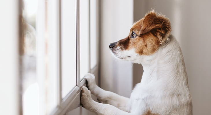 How to Train Your Dog to Stay Home Alone: 7 Steps