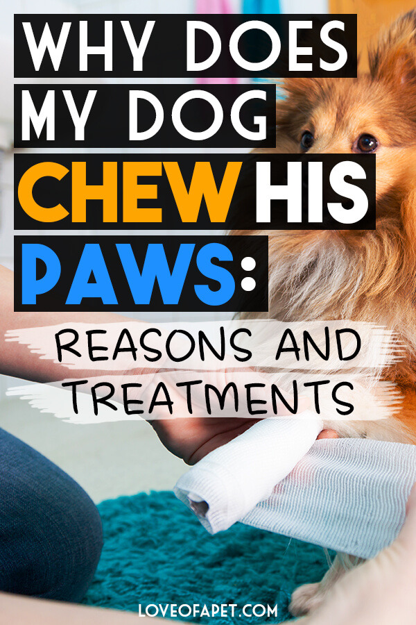 6 Reasons Why Your Dog Chewing His Paws and What to Do