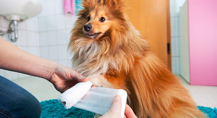 Why Does My Dog Chew His Paws: 6 Reasons and Treatments