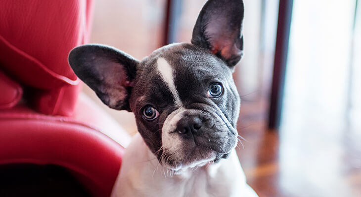 Why Does My Dog Stare at Me: 6 Reasons