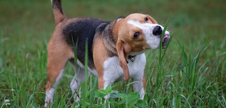 Why Does My Dog Eat Grass