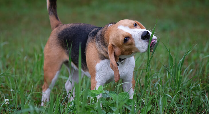 Why Does My Dog Eat Grass