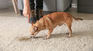 How to Get Dog Urine Smell Out of Carpet?