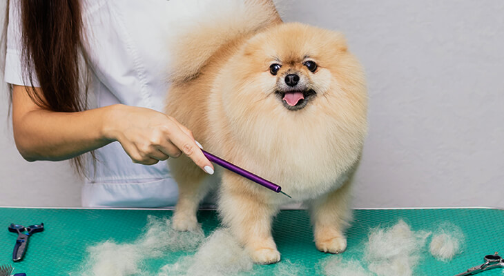 How To Stop Your Dog From Shedding?