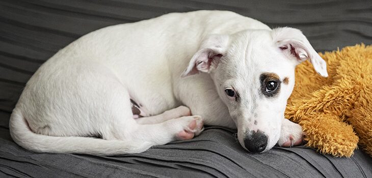 How to Stop Your Dog from Whining?
