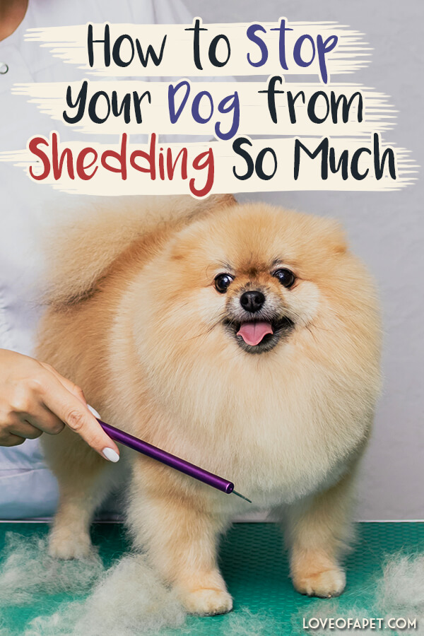 5 Real Ways To Stop Your Dog Shedding Excessively