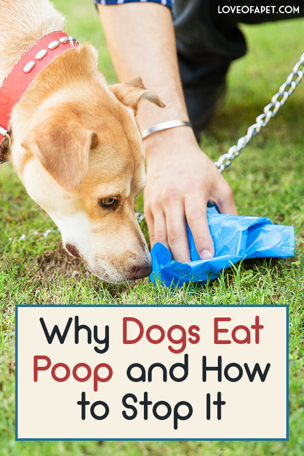 6 Reasons Dogs Eat Poop and What To Do About It