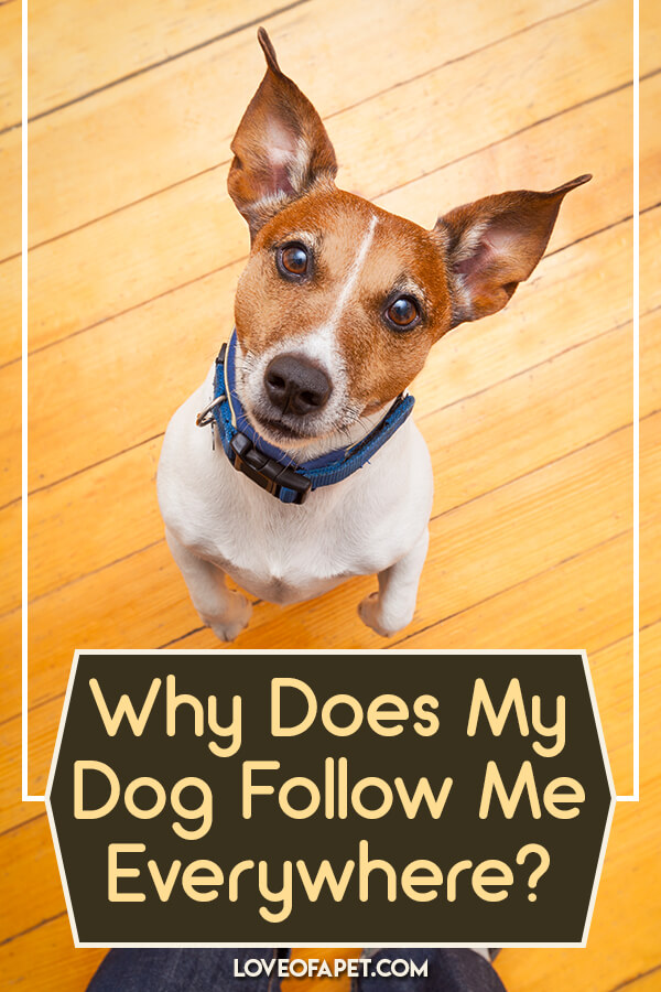 Why Does My Dog Follow Me Everywhere Love Of A Pet