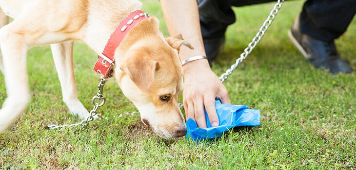 Why Dogs Eat Poop and How to Stop It