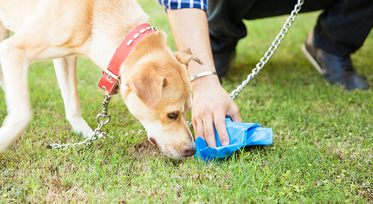 Why Dogs Eat Poop and How to Stop It