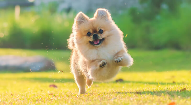 How to Calm a Hyper Dog?
