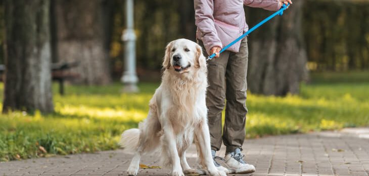 How to Teach Your Dog to Ignore Other Dogs on a Walk