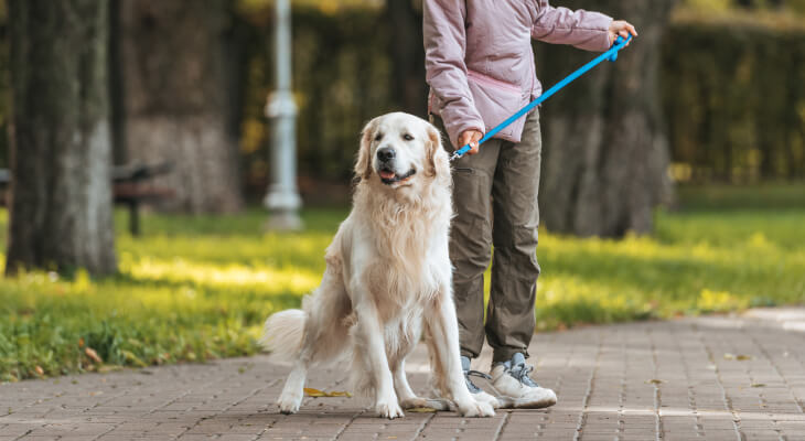 How to Teach Your Dog to Ignore Other Dogs on a Walk