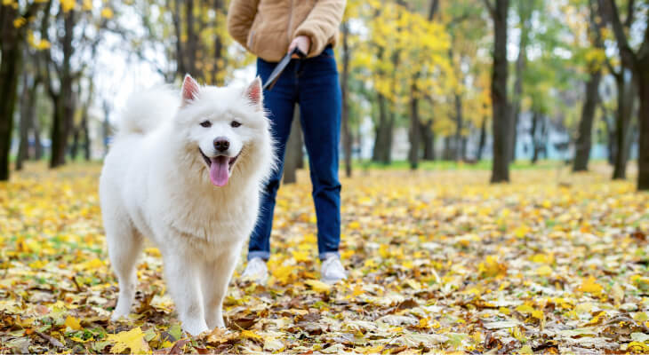 Seven Acts of Canine Kindness