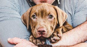 15 Cute Puppies You'll Have to See to Believe