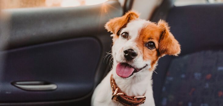 7 Signs That Your Dog Is Truly Happy
