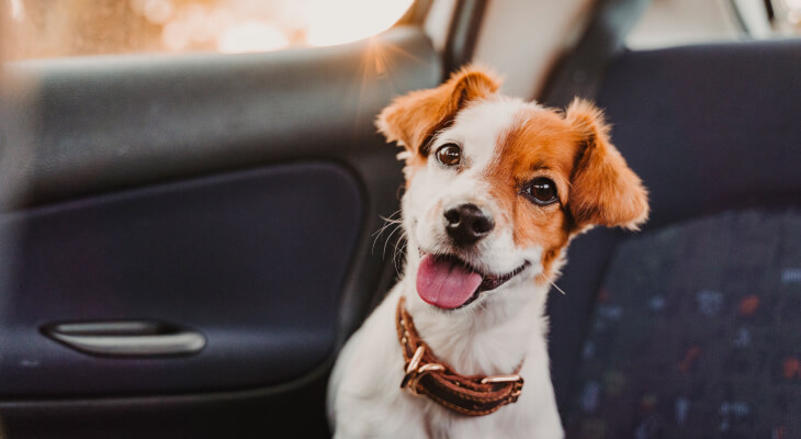 7 Signs That Your Dog Is Truly Happy
