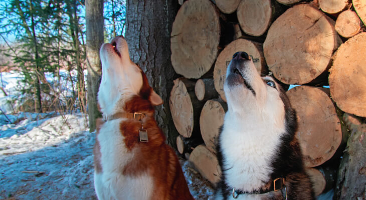 Why Does My Dog Howl With Me