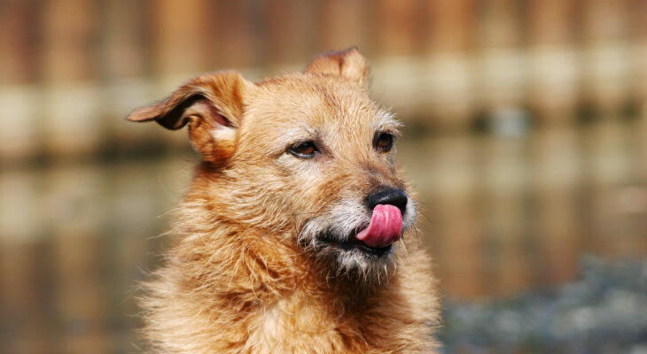 Why Does My Dog Lick Other Dog's Pee