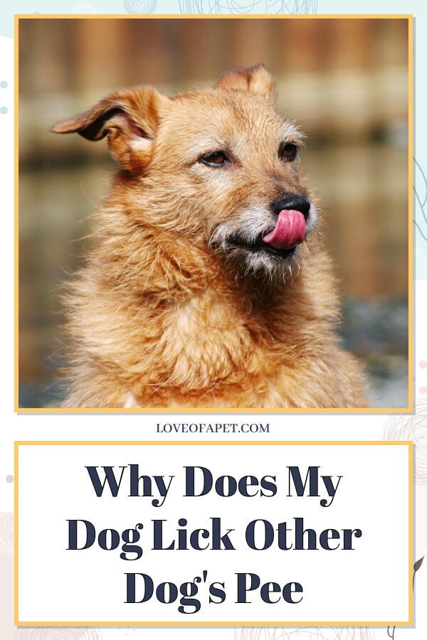 Why does my Dog Lick Urine of Other Dogs