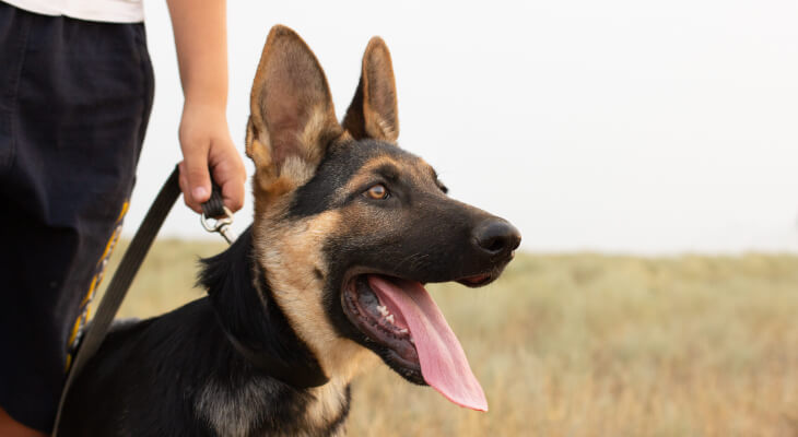 Why Do German Shepherds Have Moles?