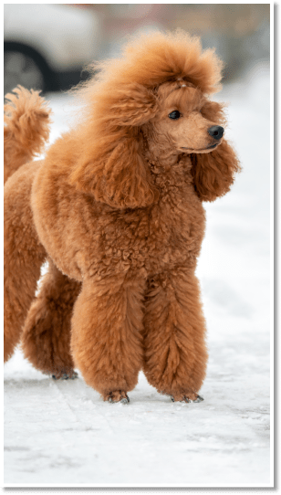 Dog Grooming