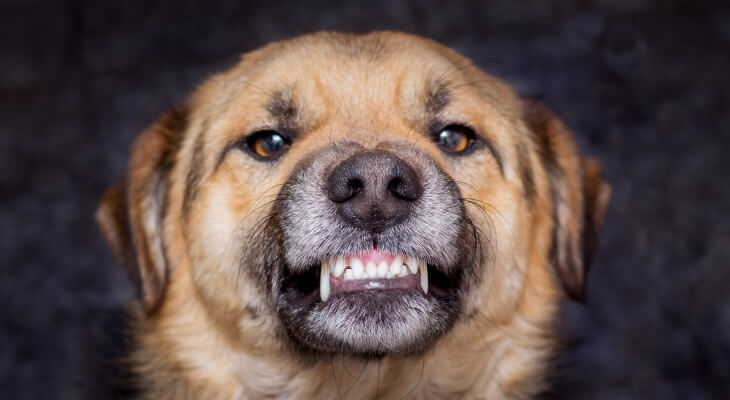 Why Do Dogs Show Their Teeth
