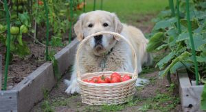 Can Dogs Eat Tomatoes? - Love Of A Pet