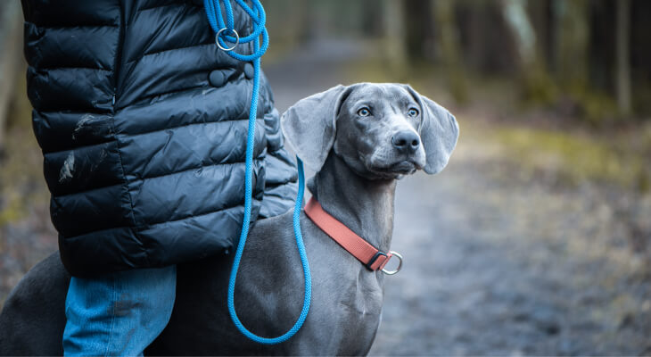 Can A Dog Have More Than One Master