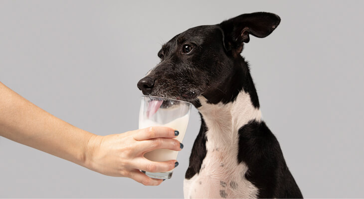 Can Dogs Have Oat Milk?