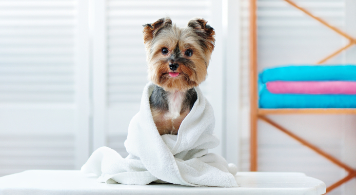 Why Does My Dog Stink No Matter What I Do