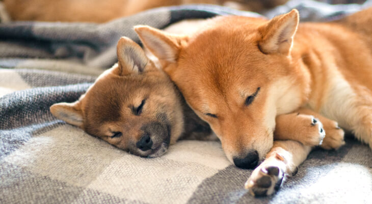 Why Your Dog Sounds Congested While Sleeping