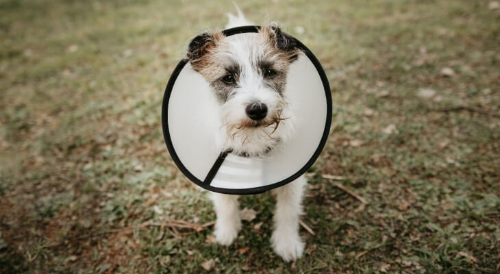 How Long To Keep Cone On Dog After Neuter