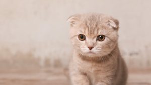 10 Signs Your Cat Is Unhappy